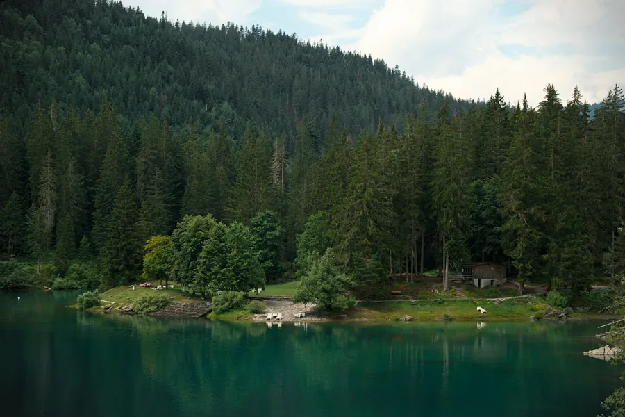 A tranquil alpine lake surrounded by forest